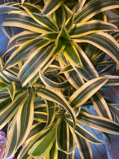 6" Song Of India | Dracaena Reflexa
