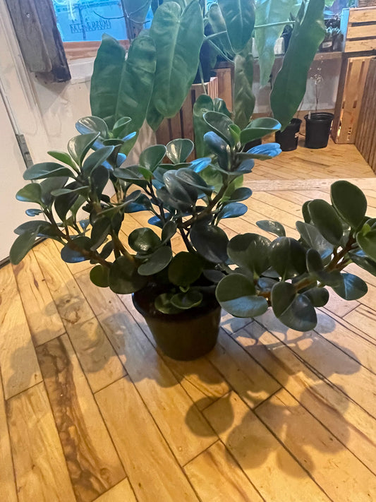 6" Peperomia Obtusifolia Green