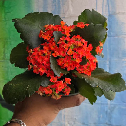 4” Orange Kalanchoe Blossfeldiana