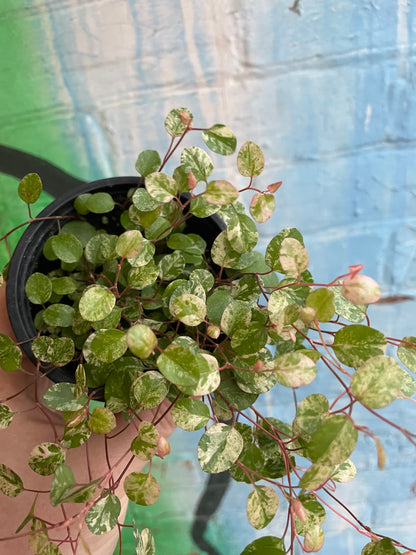 3.5" Wire Vine Variegated | Muehlenbeckia Axillaris Variegata