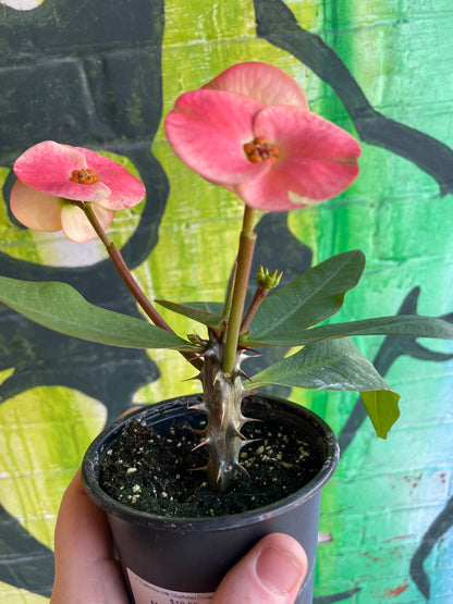 4” Euphorbia milii Charlotte| Crown of Thorns