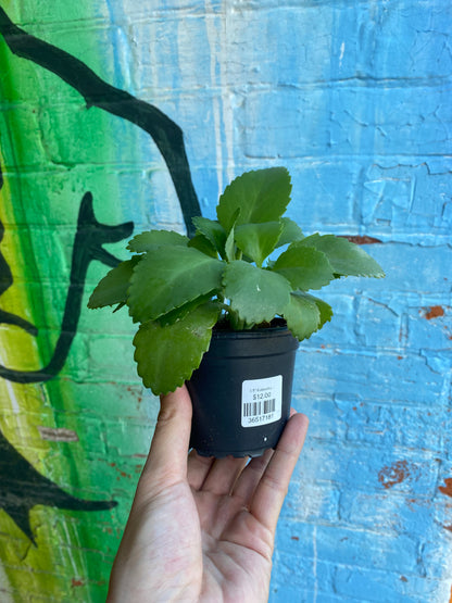 3.5" Kalanchoe Daigremontiana