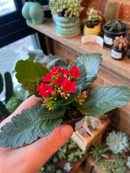 2.5" Kalanchoe Blossfeldiana