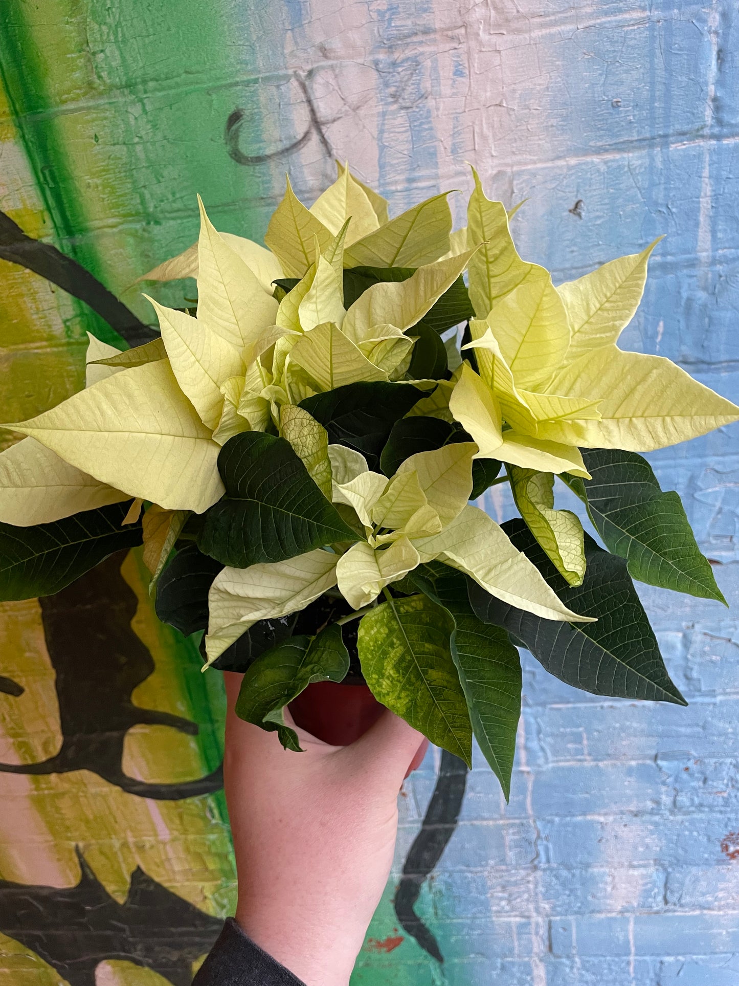 4” White Poinsettia