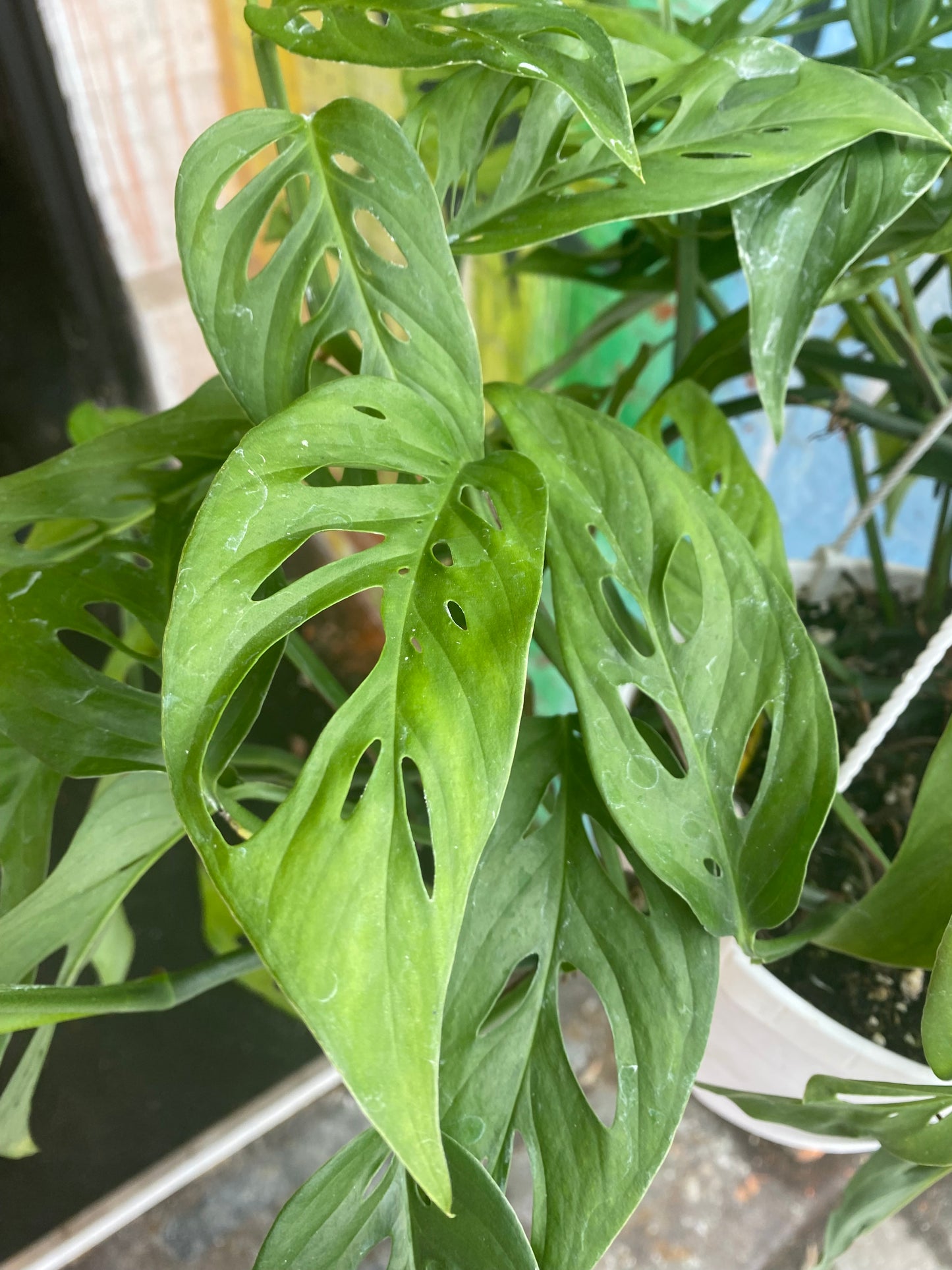 8" Monstera Adansonii Hanging Basket