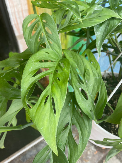 8" Monstera Adansonii Hanging Basket