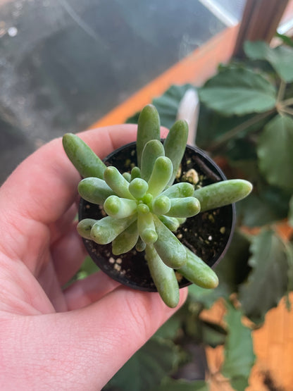 2.5” Sedum Pachyphyllum