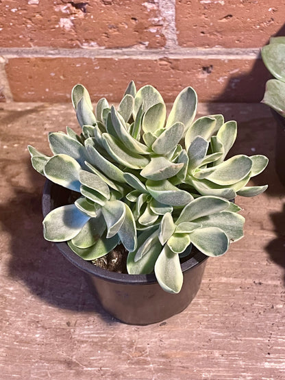 3.5" Crassula Ovata Variegata