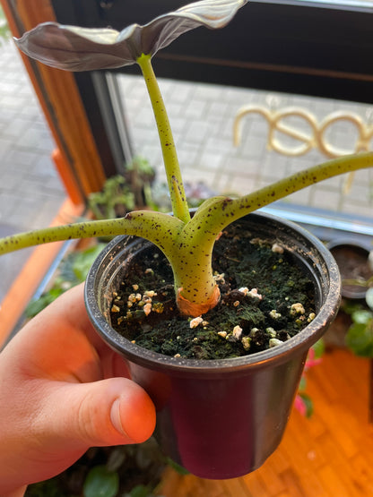 3.5 Alocasia Nebula Imperialis