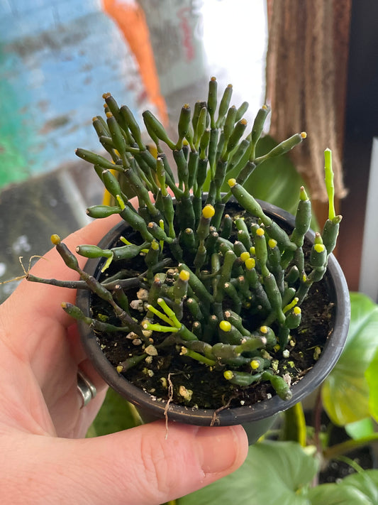 3.5” Rhipsalis Hatiora Salicorniodes