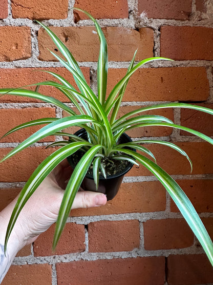 3.5" Spider Plant