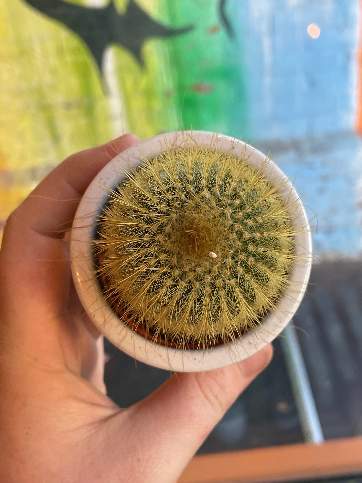 2.5” Parodia Leninghausii Cactus