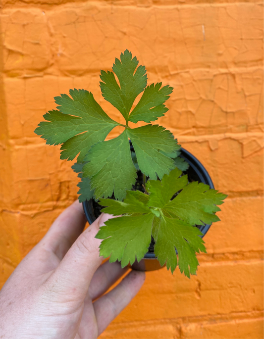 4" Thimbleweed | Anemone virginiana