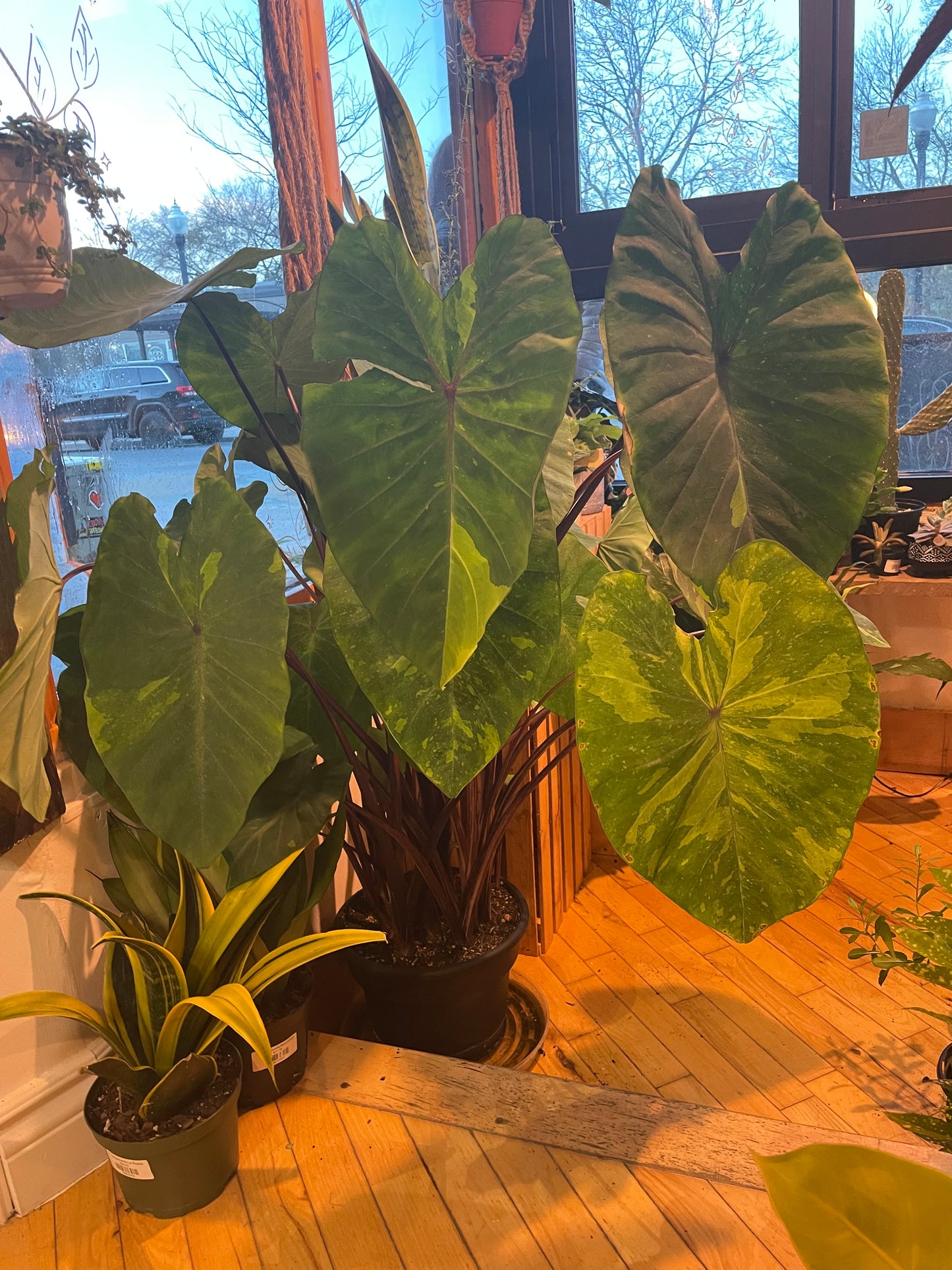 10" Colocasia Lemon Lime Gecko