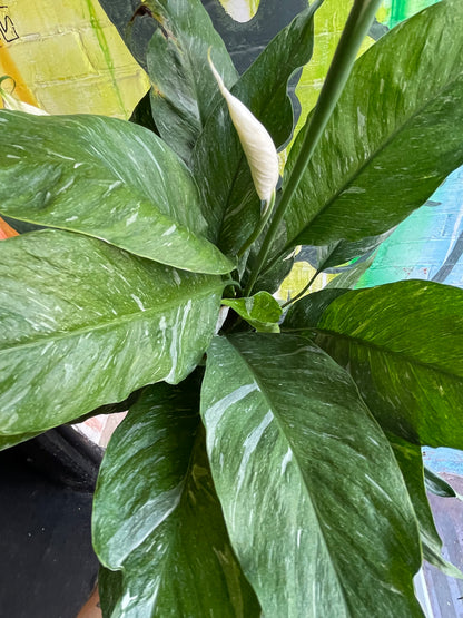 6" Spathiphyllum Domino