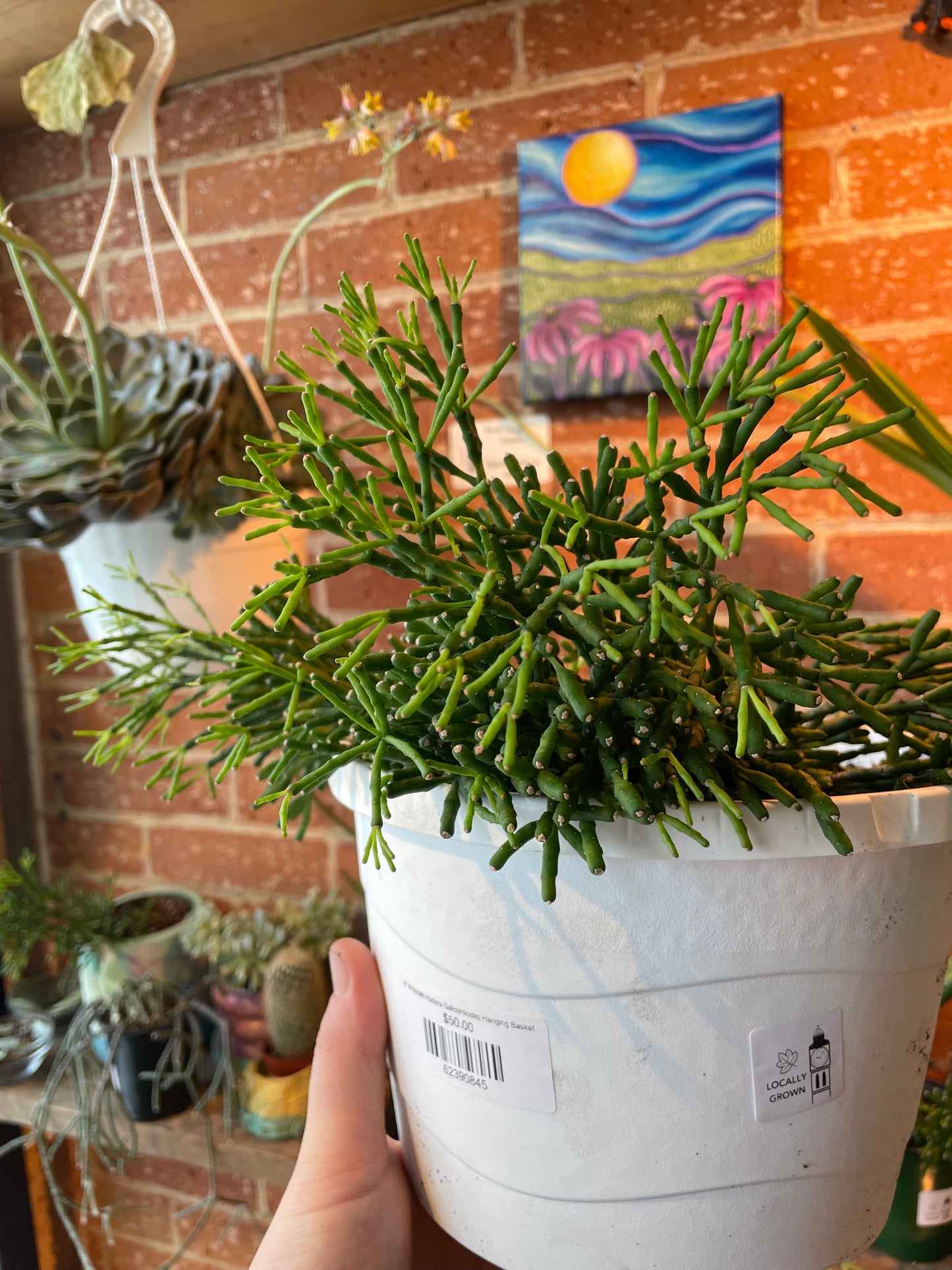 8” Rhipsalis Hatiora Salicorniodes Hanging Basket