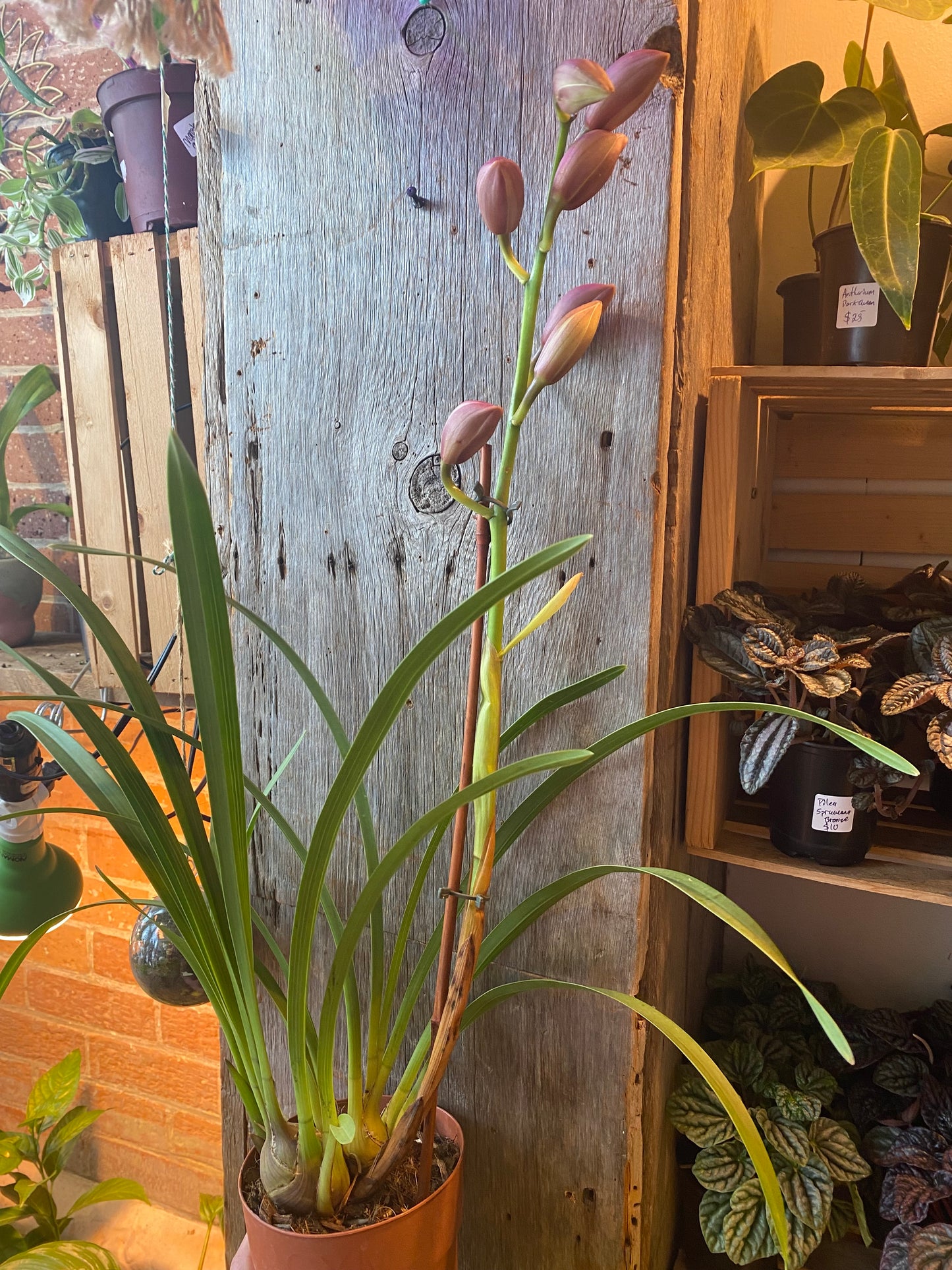 6" Cymbidium Orchid Pink