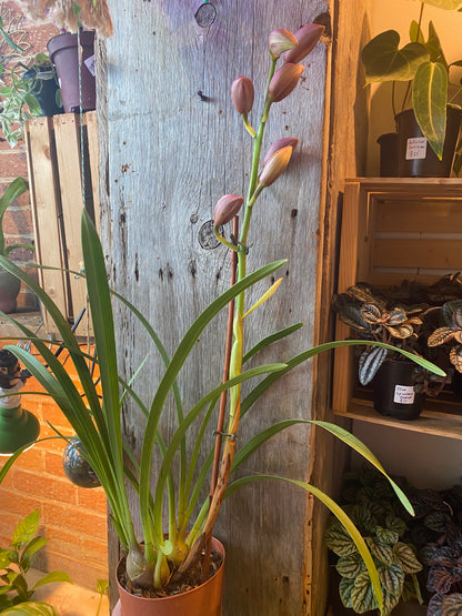 6" Cymbidium Orchid Pink