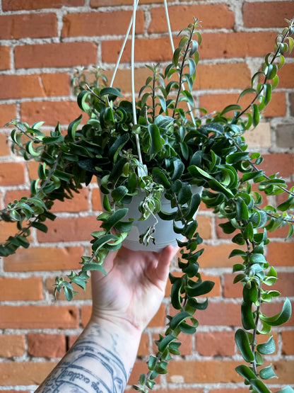 6" Curly Lipstick Plant Hanging Basket | Aeschynanthus