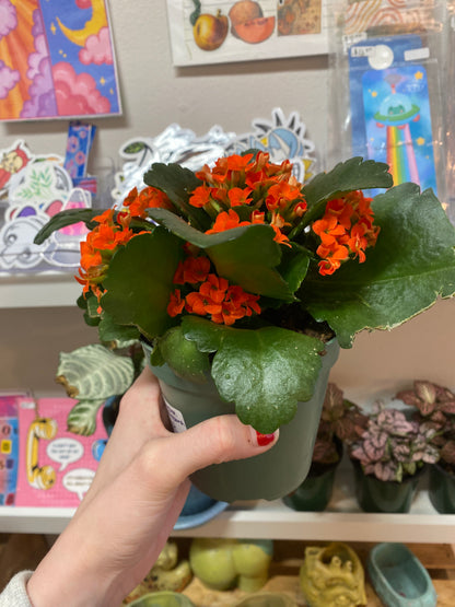 4” Orange Kalanchoe Blossfeldiana