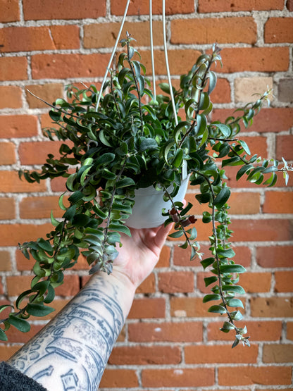 6" Curly Lipstick Plant Hanging Basket | Aeschynanthus