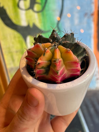 3" Gymnocalycium Mihanovichii Moon Cactus