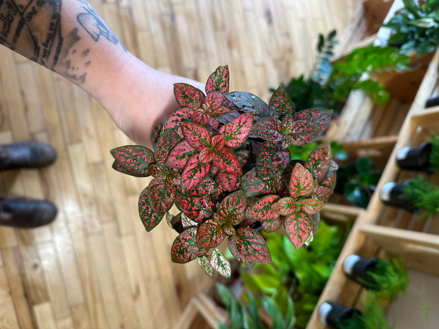 3.5" Polka Dot Plant | Red