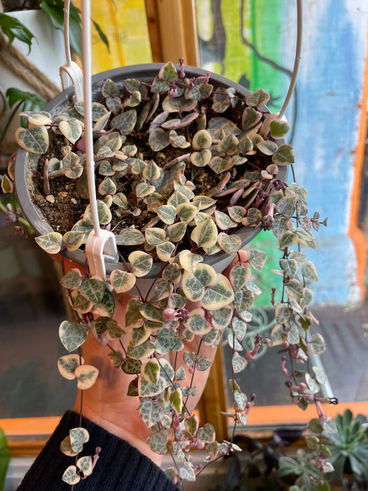 6" Variegated String Of Hearts Hanging Basket | Ceropegia Woodii Variegata