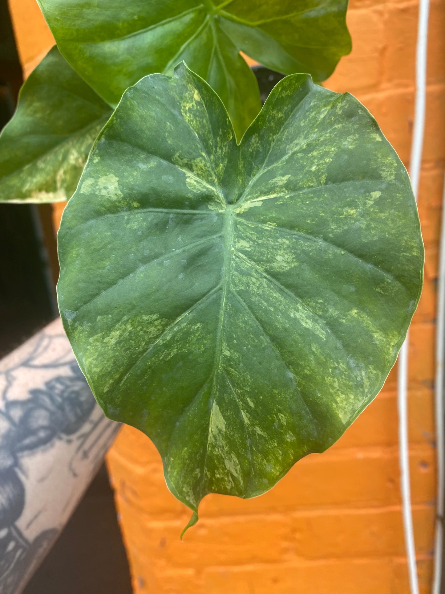 4” Alocasia Odora Yellow Variegated