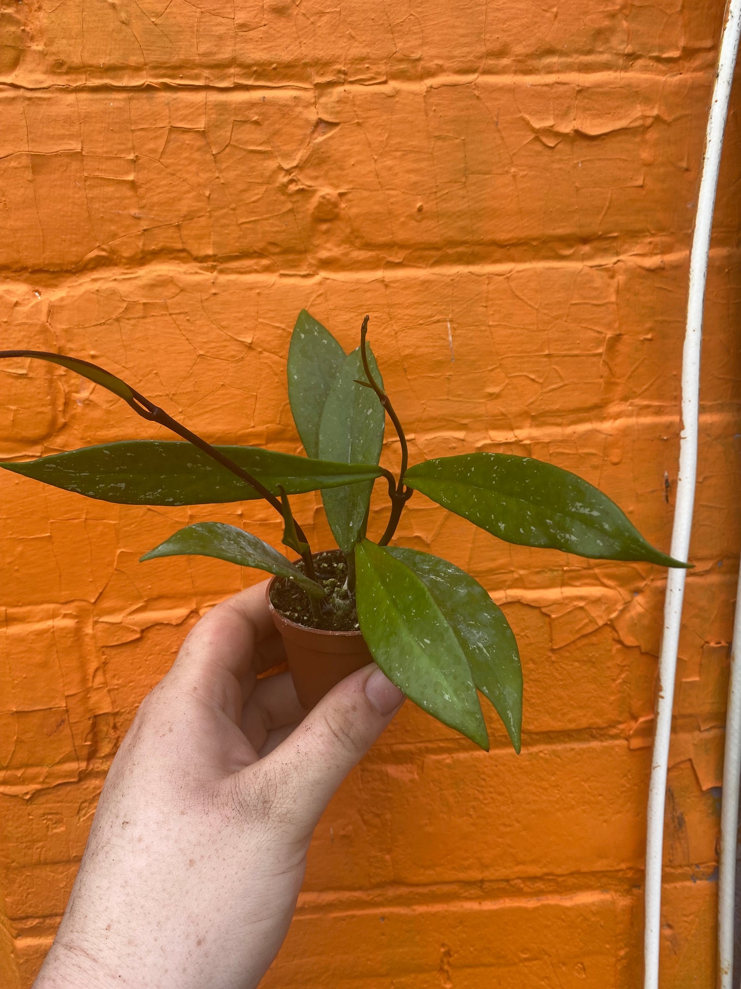 2.5" Hoya Pubicalyx