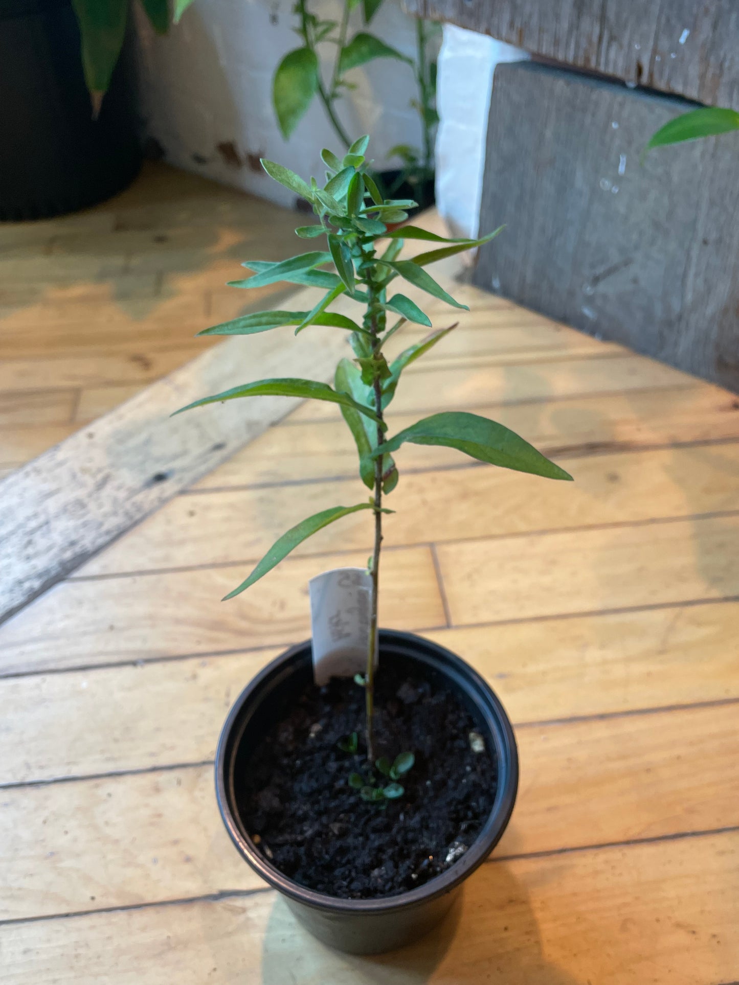 4" New England Aster | Symphyotrichum Novae-Angliae