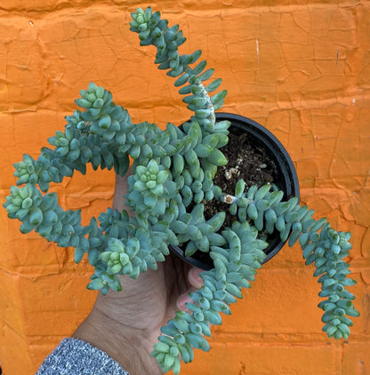 5" Sedum Morganium Burrito