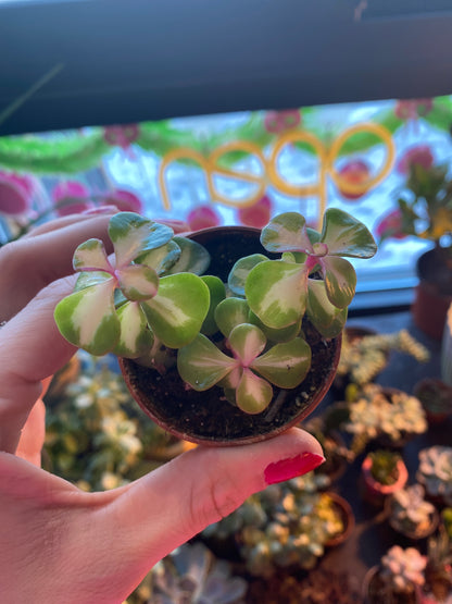 2.5" Inner Variegated Portulacaria afra | Elephant Bush