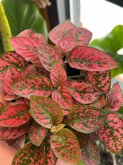 3.5" Polka Dot Plant | Red