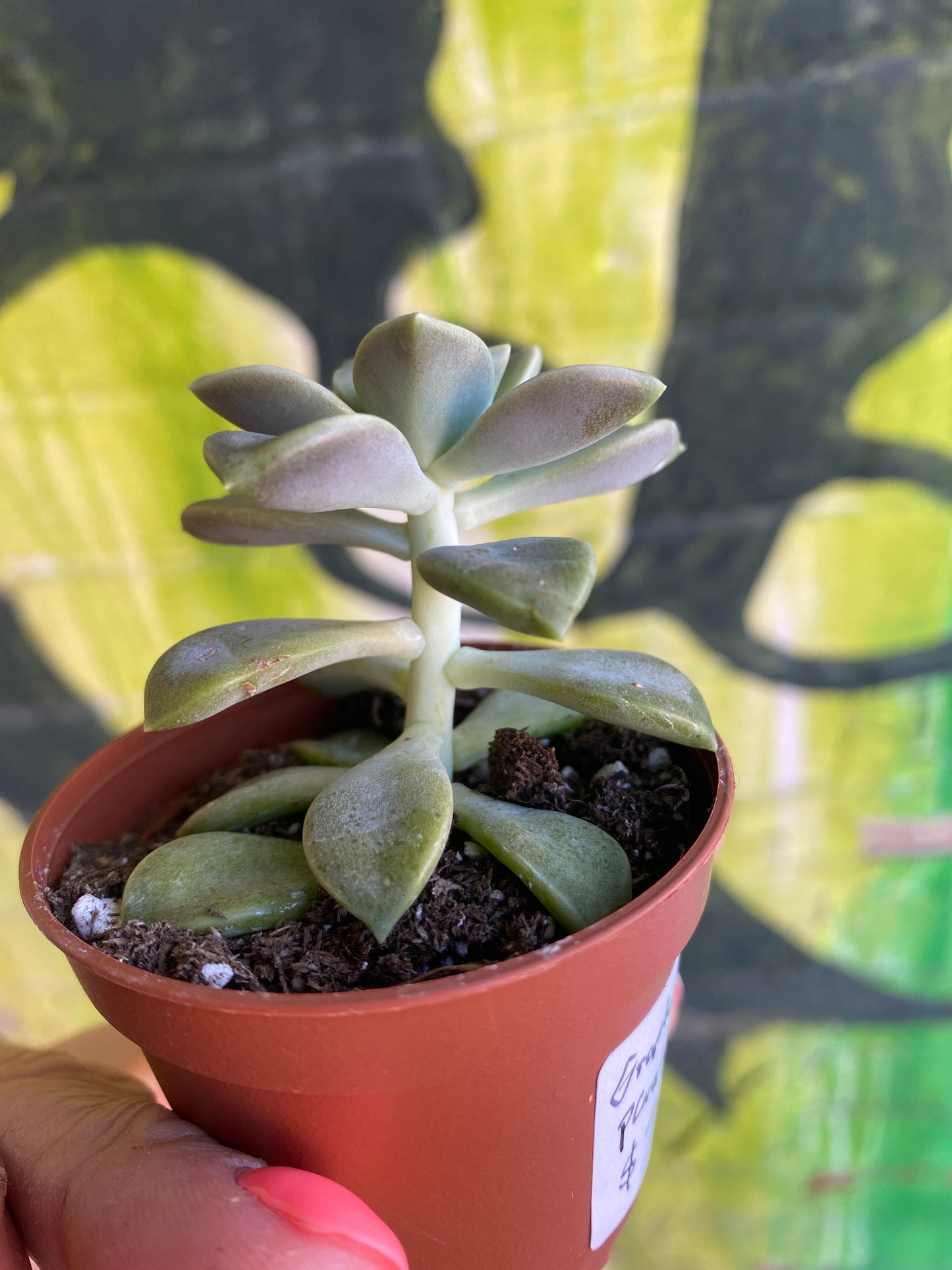 2.5” Graptopetalum Paraguayense | Ghost Plant