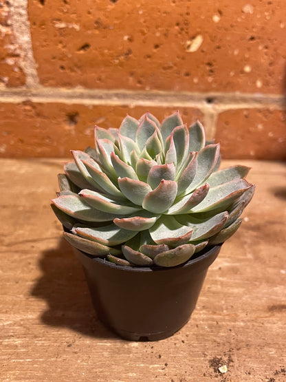 2.5" Echeveria Violet Queen