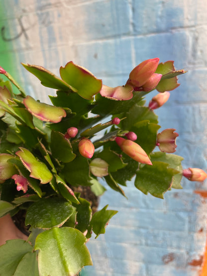 4" Christmas Cactus (Peach)