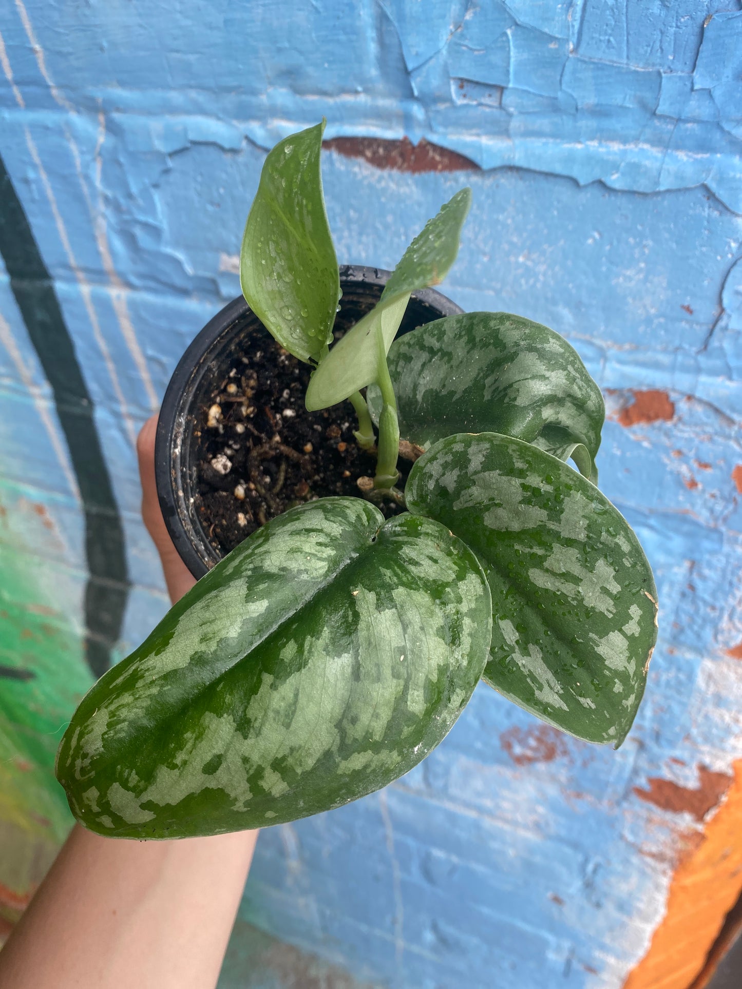 3.5" Scindapsus Pictus Exotica