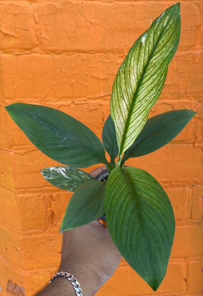 3.5" Spathiphyllum Sensation Variegated mature plant