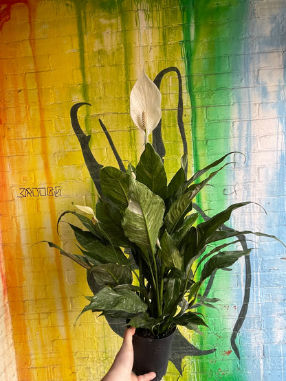 6" Spathiphyllum Domino