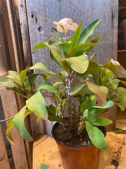6" Euphorbia Milii | Crown of Thorns