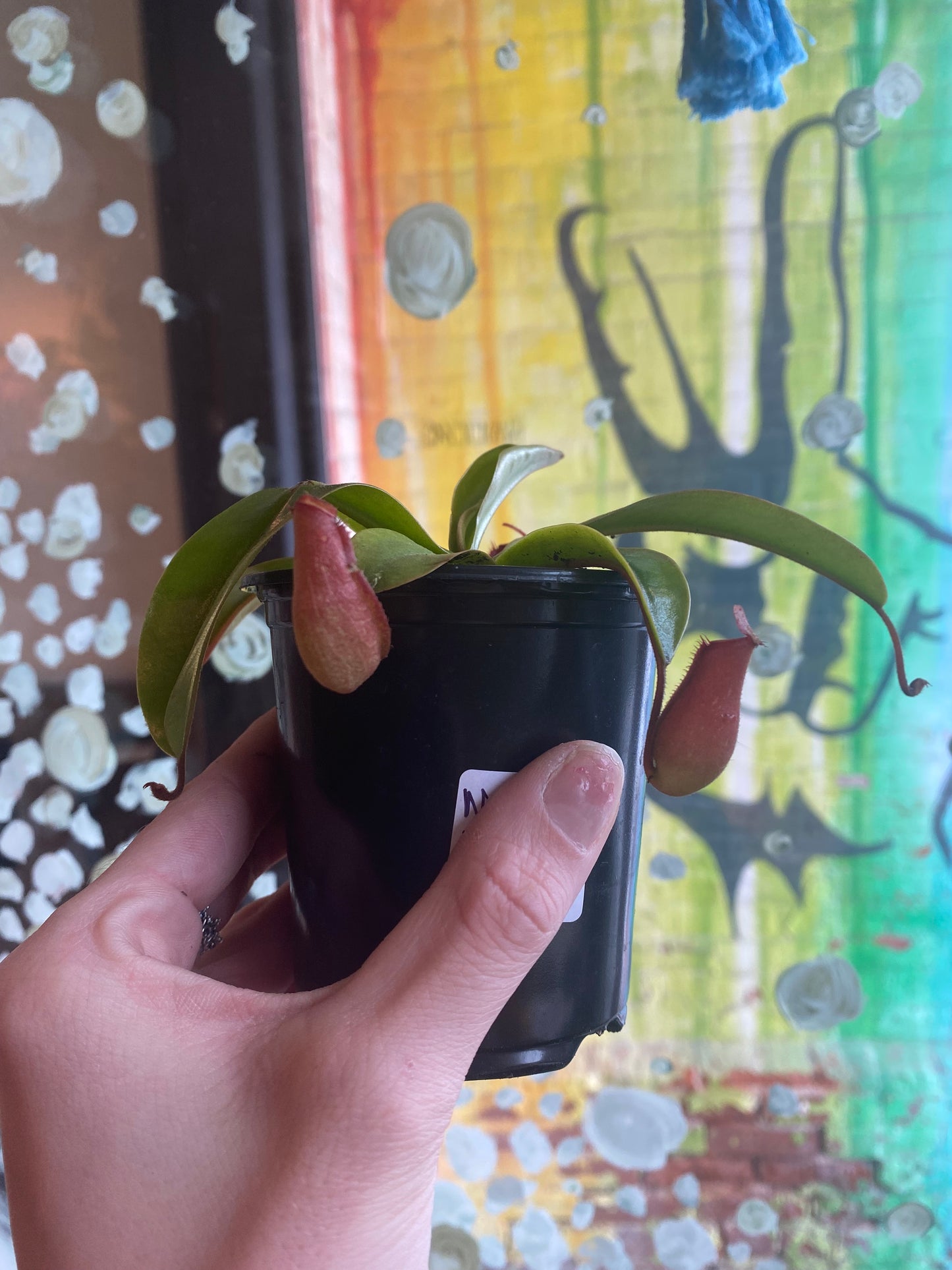 3.5" Nepenthes Miranda| Pitcher Plant