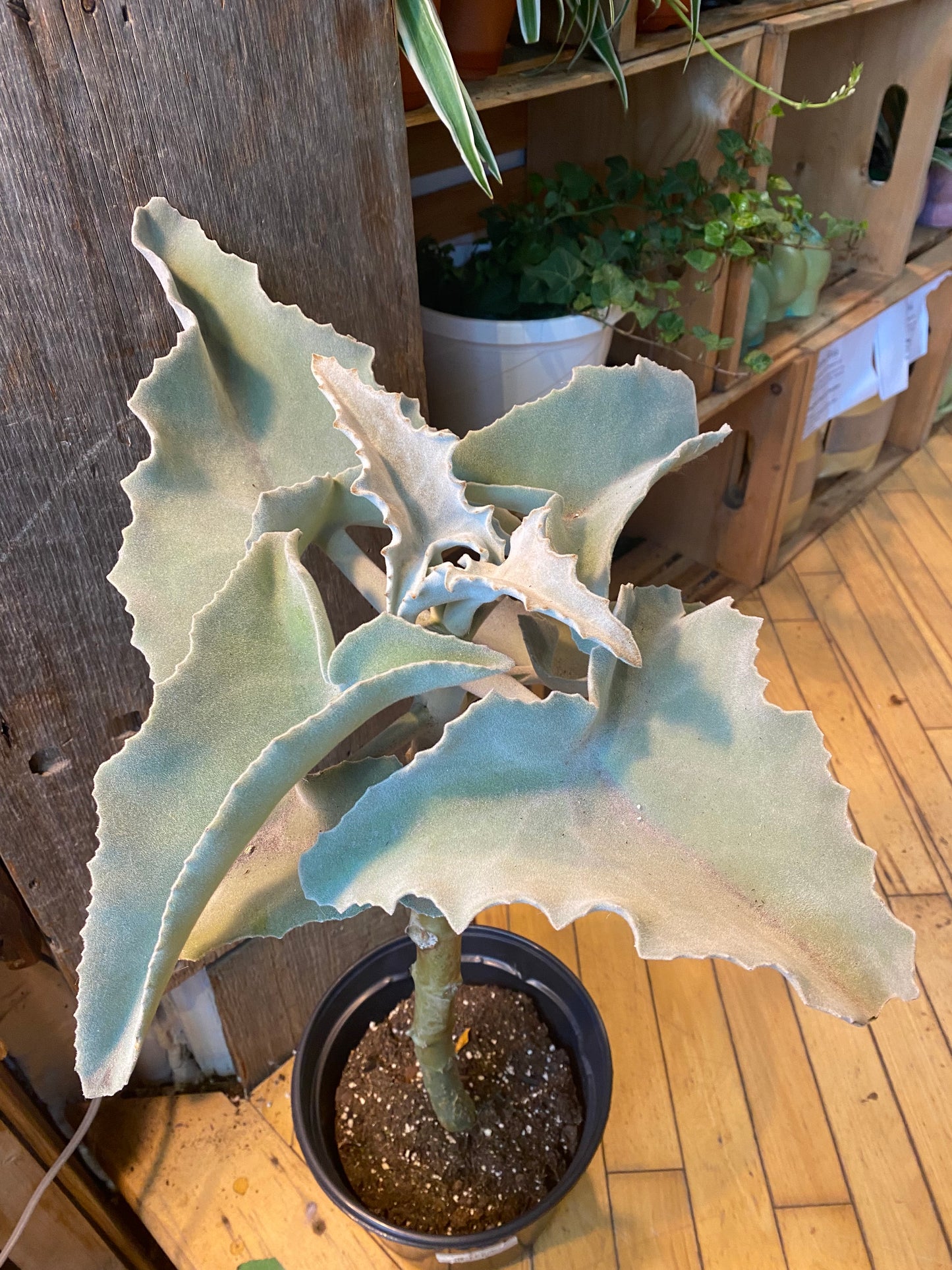 8" Kalanchoe Beharensis