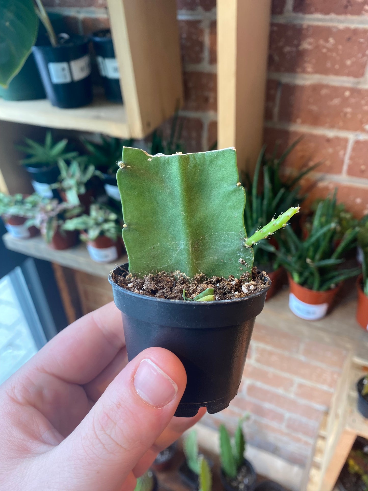 2.5” Orchid Cactus