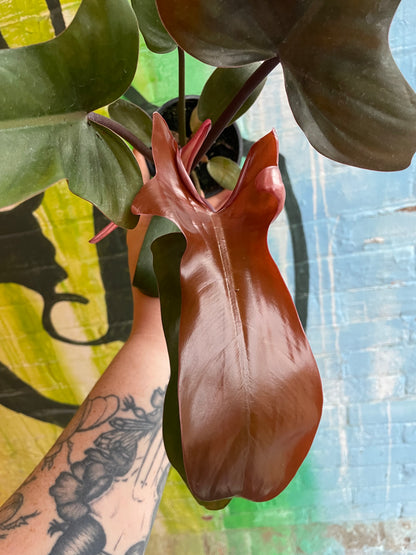 3.5" Philodendron Florida Bronze