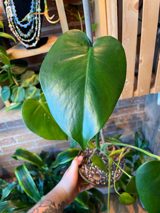 6" Monstera Deliciosa