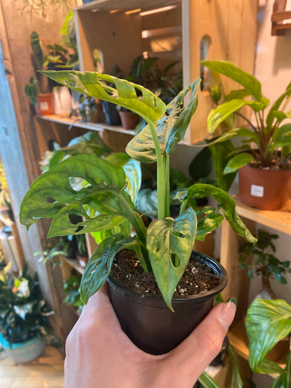 3.5” Monstera Adansonii