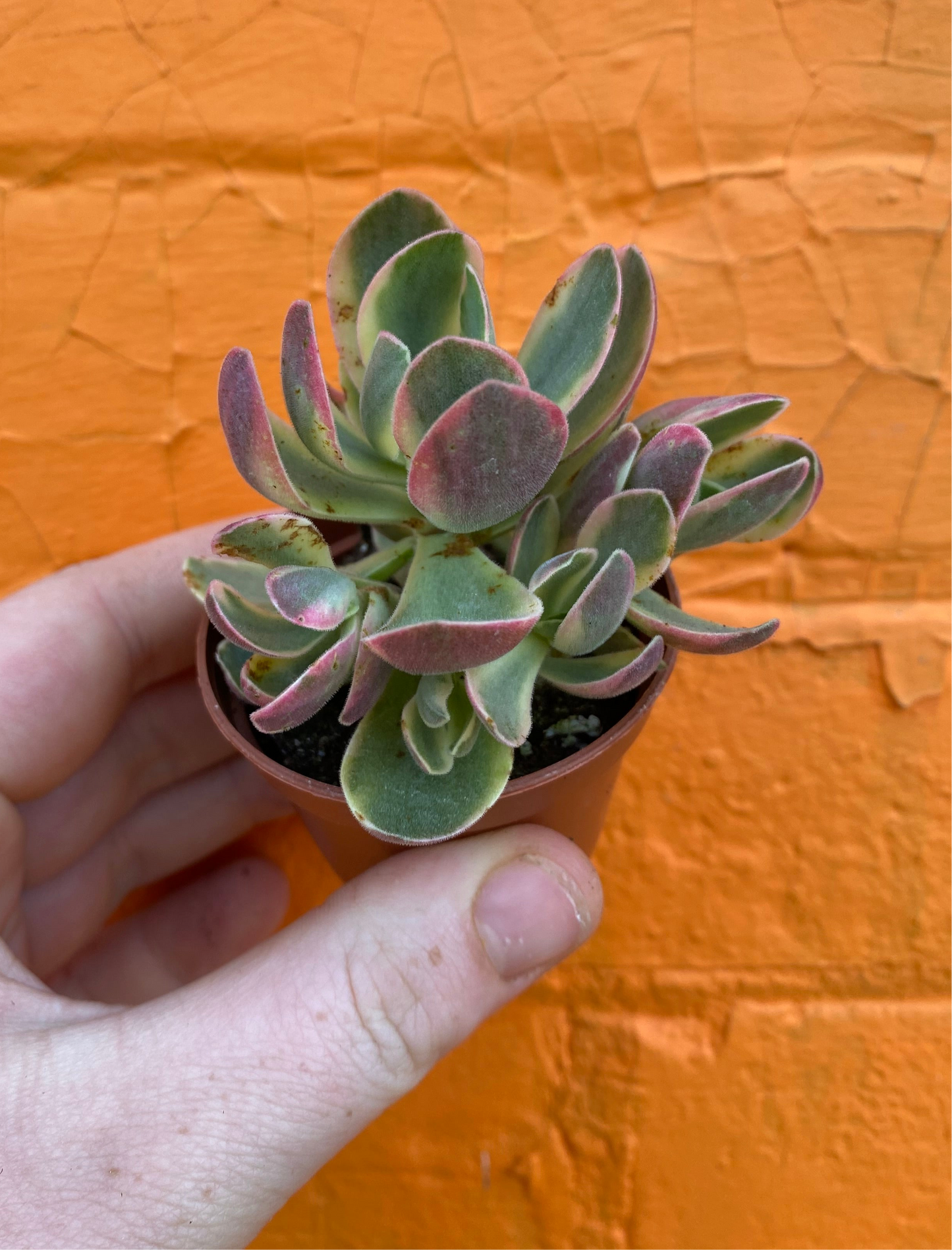 2.5" Crassula Swaziensis Variegata