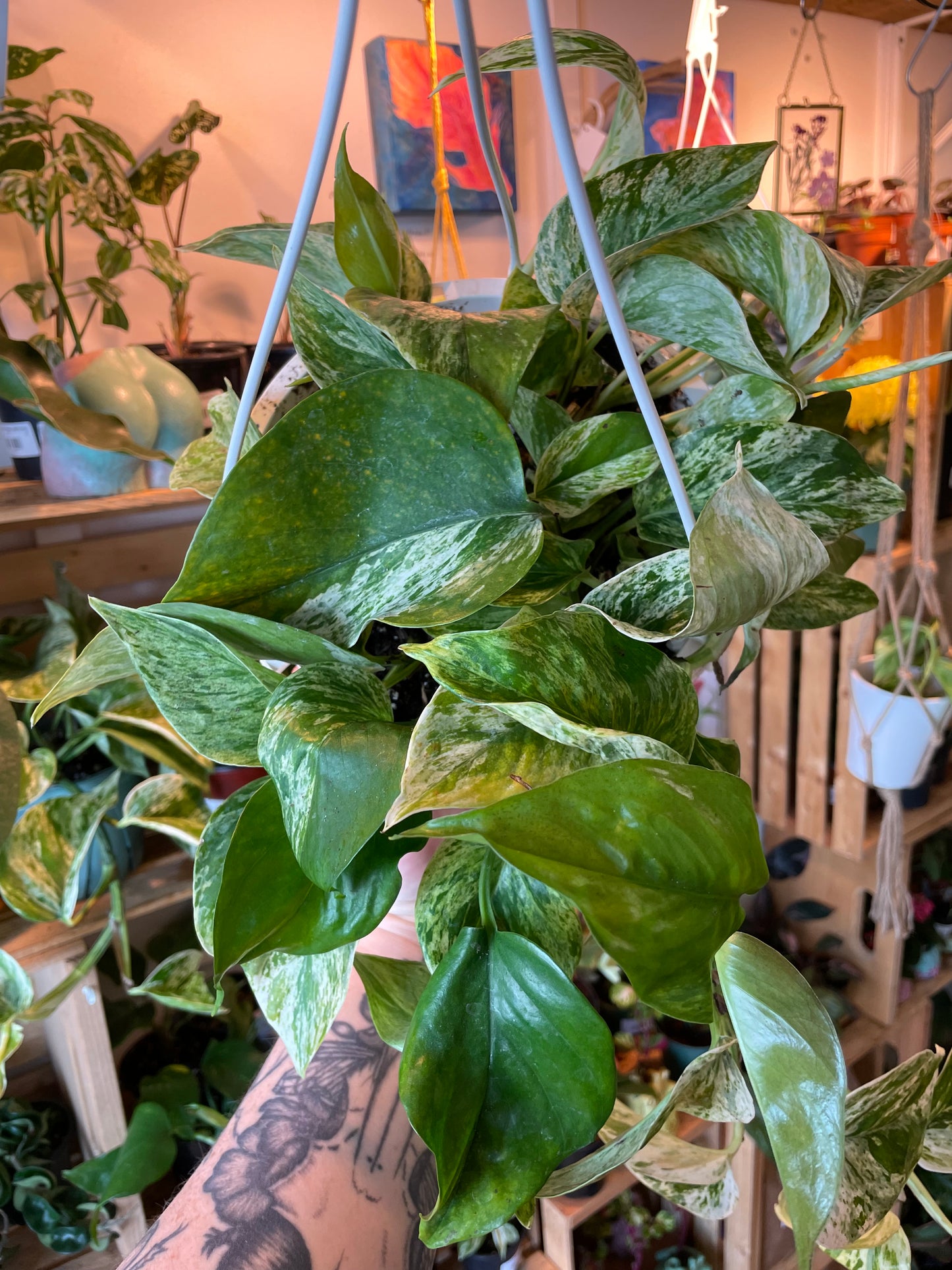 8" Pothos Marble Queen Hanging Basket