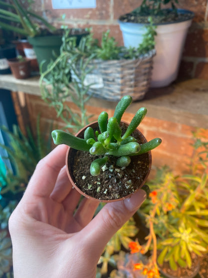 Crassula Ovata "Hobbit Jade"